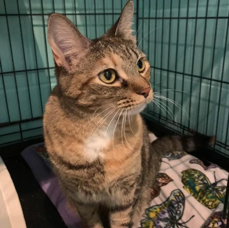 Sweetie Pie thumbnail 4