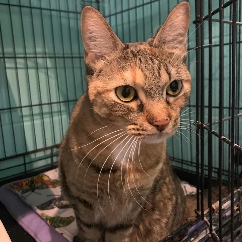 Sweetie Pie thumbnail 6