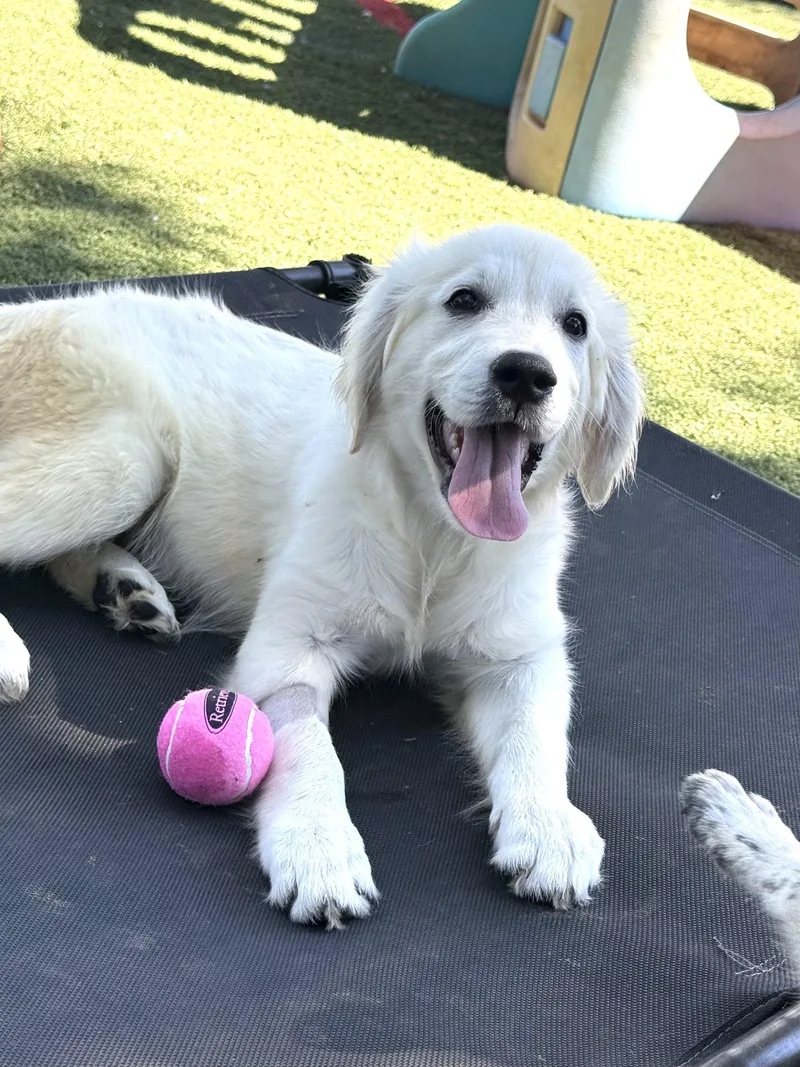 A baby medium-sized female Golden Retriever dog named Mozzarella for adoption in Havertown, PA