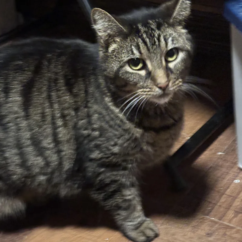 An adult medium-sized female Tabby (Brown / Chocolate) Domestic Short Hair cat named Dutches for adoption in Pittsburgh, PA