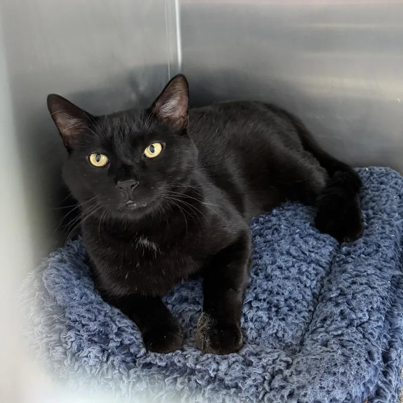 A young large-sized male Black Domestic Short Hair cat named Alfredo for adoption in Newark, DE