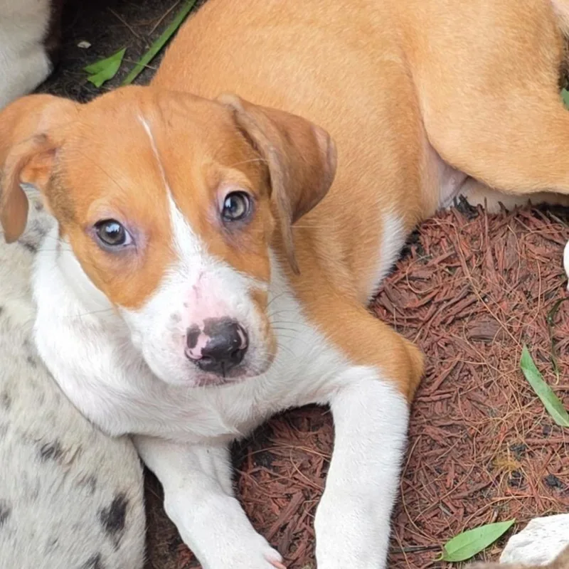 A baby small-sized female Yellow / Tan / Blond / Fawn Hound dog named Grasshopper for adoption in Jersey City, NJ