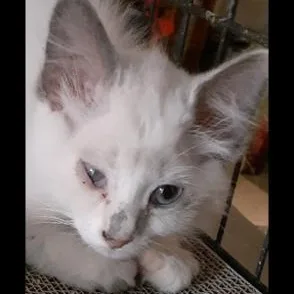 A baby medium-sized female Flame Point Siamese cat named Princess for adoption in Richmond, VA