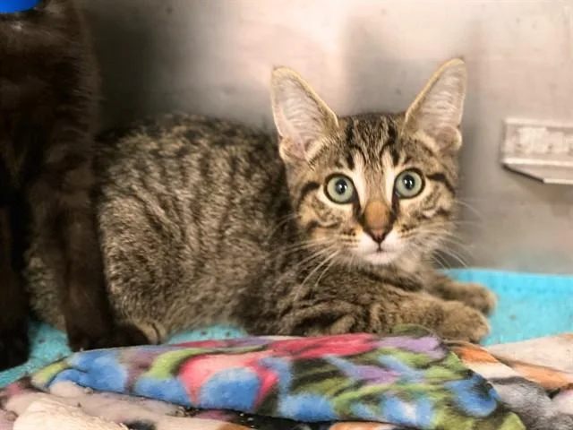 A baby small-sized male Domestic Short Hair cat named Chester for adoption in Fort Wayne, IN
