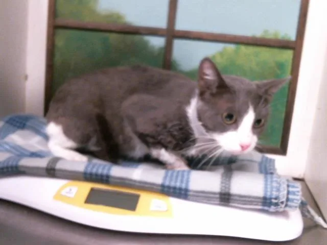 A young medium-sized male Domestic Short Hair cat named Thompson for adoption in Houston, TX
