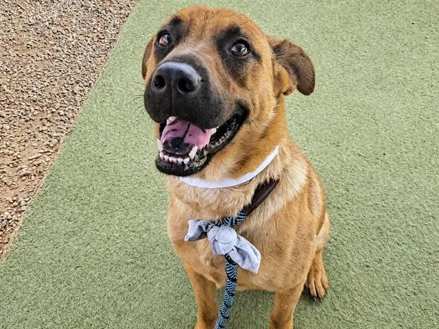 A young large-sized female German Shepherd Dog dog named Erin for adoption in Phoenix, AZ
