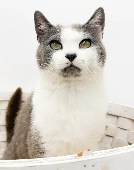 A young medium-sized female White Turkish Van cat named Betty Is A Beauty for adoption in Bedford Hills, NY
