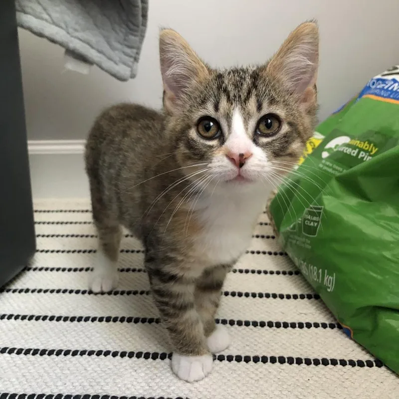 A baby small-sized female Domestic Medium Hair cat named Creme Brulee for adoption in Fairfax, VA