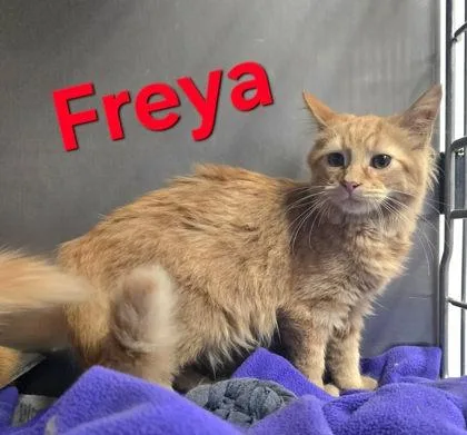 A young medium-sized female Domestic Medium Hair cat named Freya for adoption in Sullivan, IN