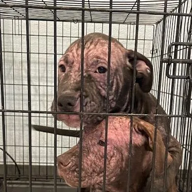 A baby small-sized male Black Mixed Breed dog named Machete for adoption in Port Charlotte, FL