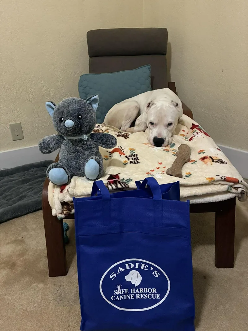 An adult large-sized male Dogo Argentino dog named Casper for adoption in Springville, NY
