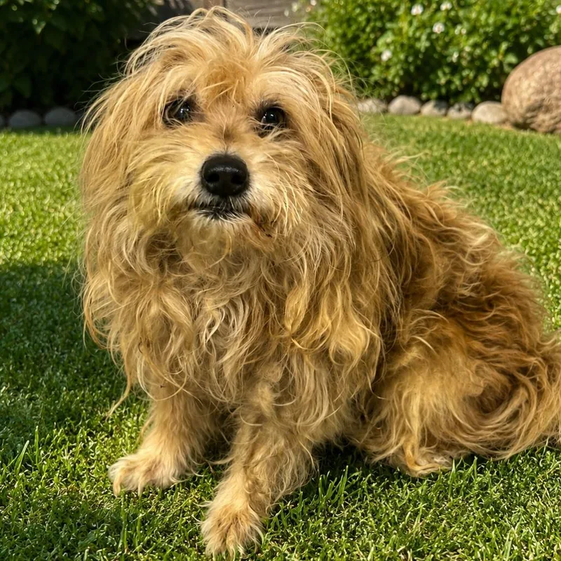 Shaggy
