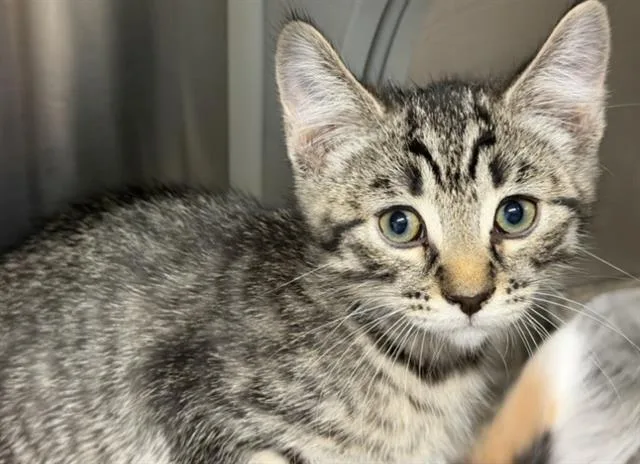 A baby small-sized male Domestic Short Hair cat named Paris for adoption in Tustin, CA