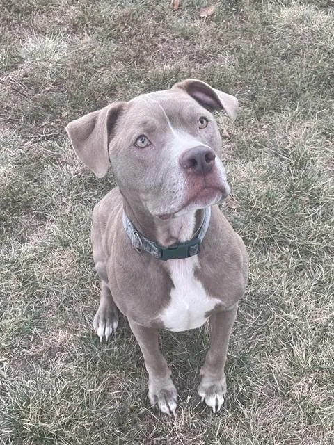 An adult large-sized male Staffordshire Bull Terrier dog named Zeus for adoption in Lees Summit, MO
