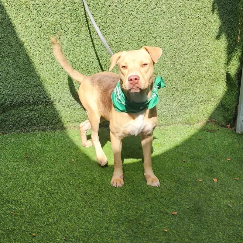 An adult medium-sized male Bicolor Labrador Retriever dog named Iggy for adoption in Oak Point, TX