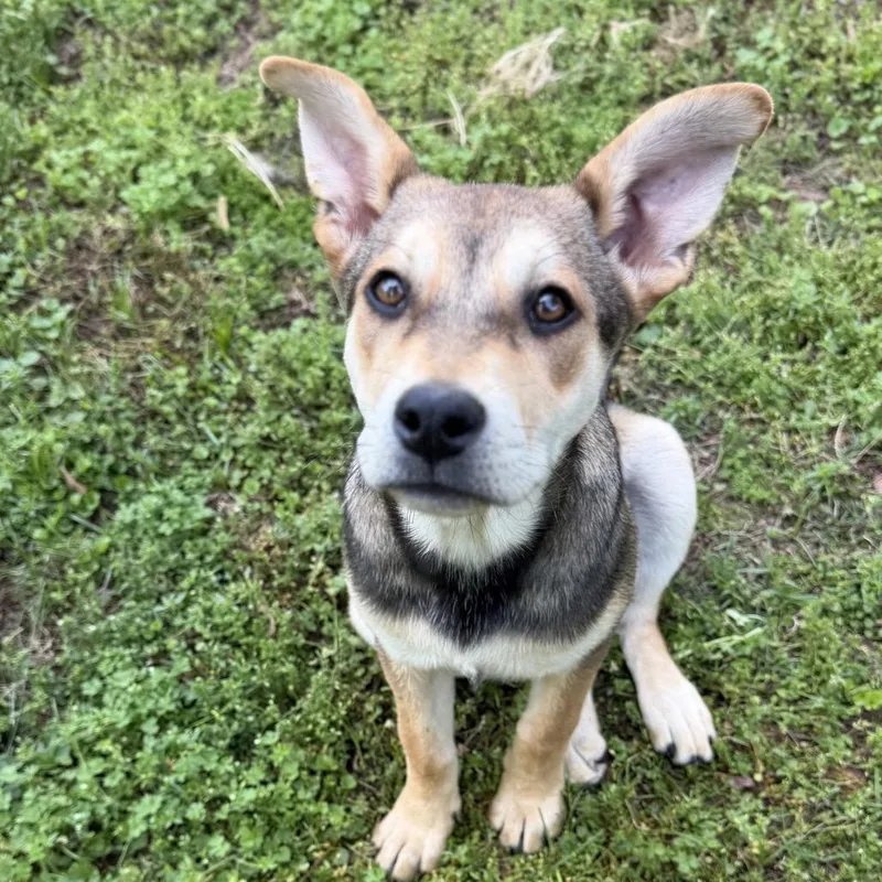 A baby medium-sized female Yellow / Tan / Blond / Fawn Husky dog named Zula for adoption in Pinson, TN