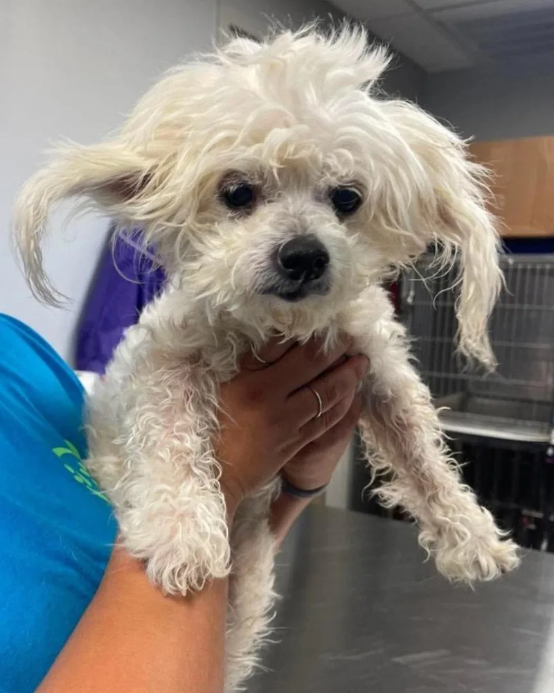 A senior small-sized female Maltese dog named Klonopin for adoption in Bryan, TX