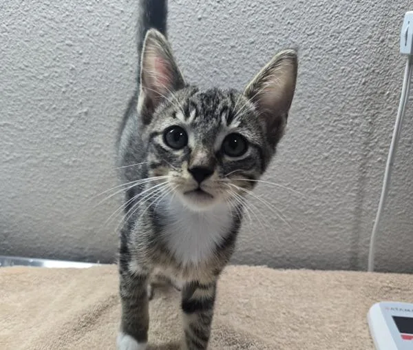 A baby small-sized male Domestic Short Hair cat named Fabien for adoption in Sherwood, OR