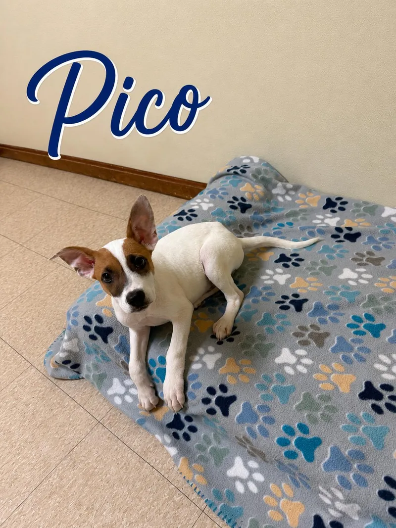 Pico