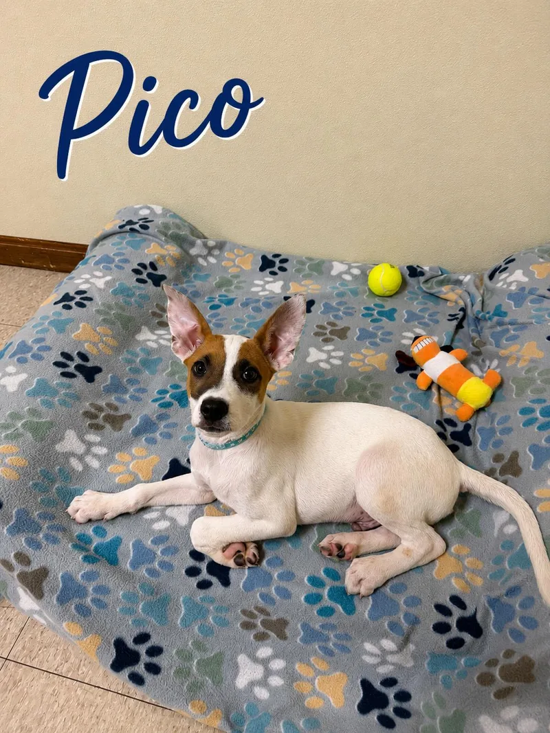 Pico thumbnail 2