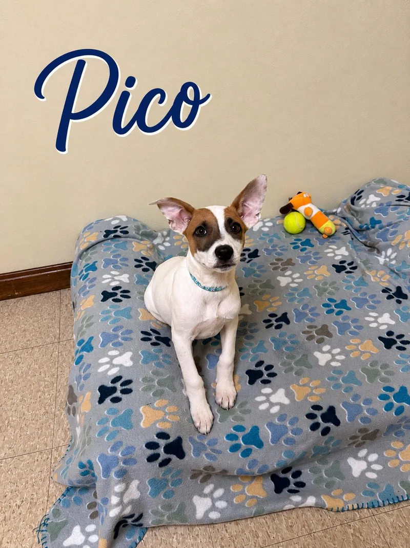 Pico thumbnail 3