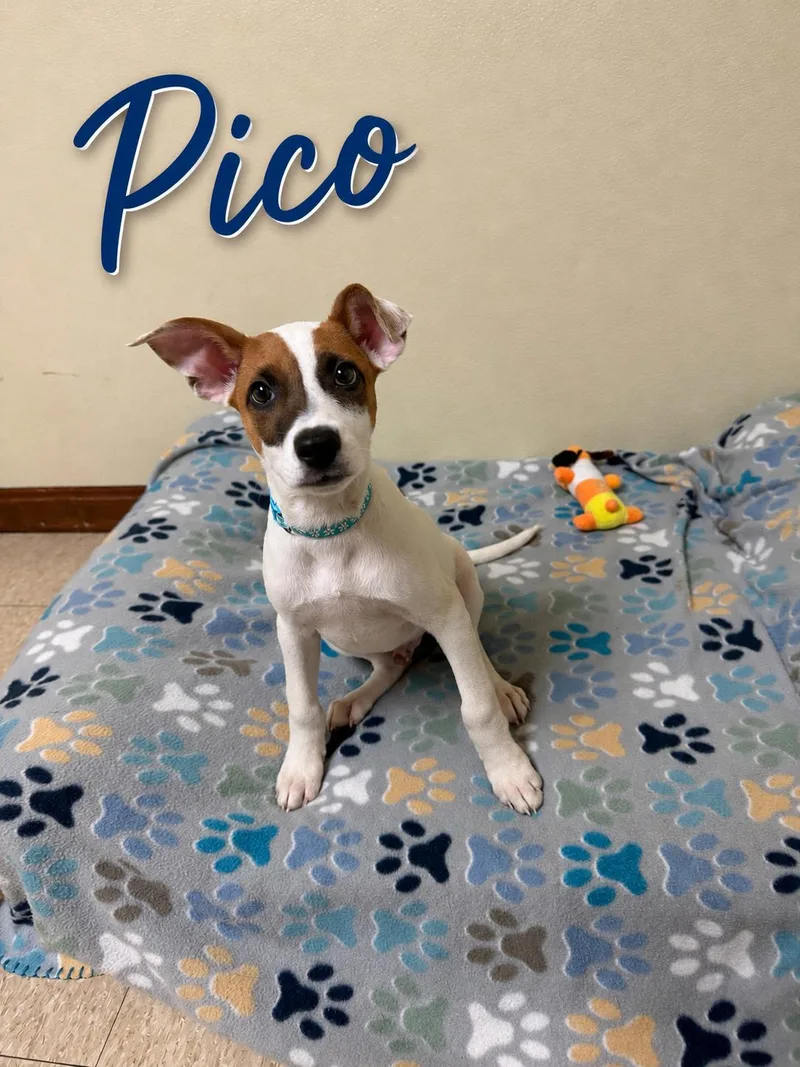 Pico thumbnail 4