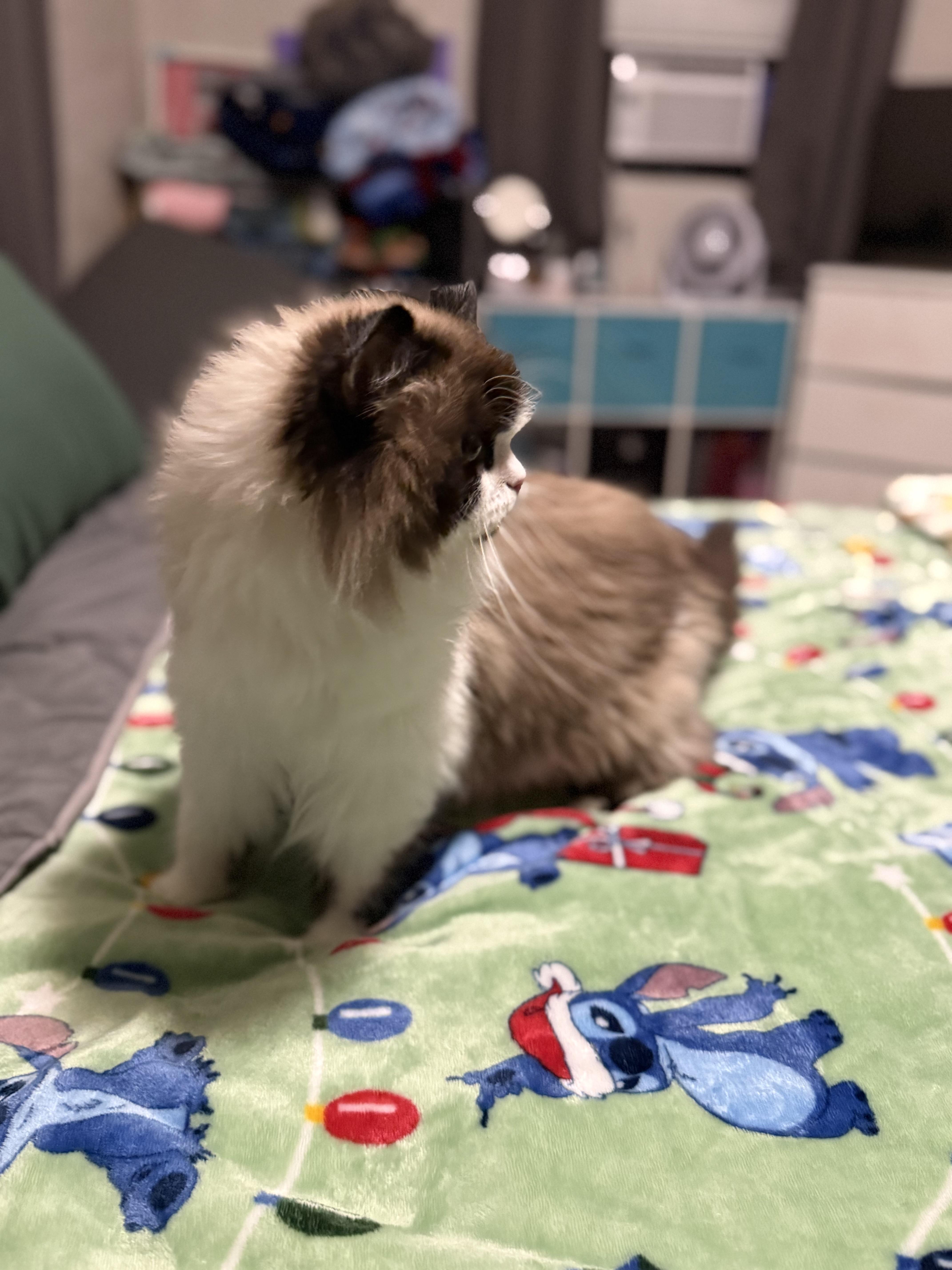 An adult large-sized female Ragdoll cat named Boo Biscuit for adoption in Intercession city , FL