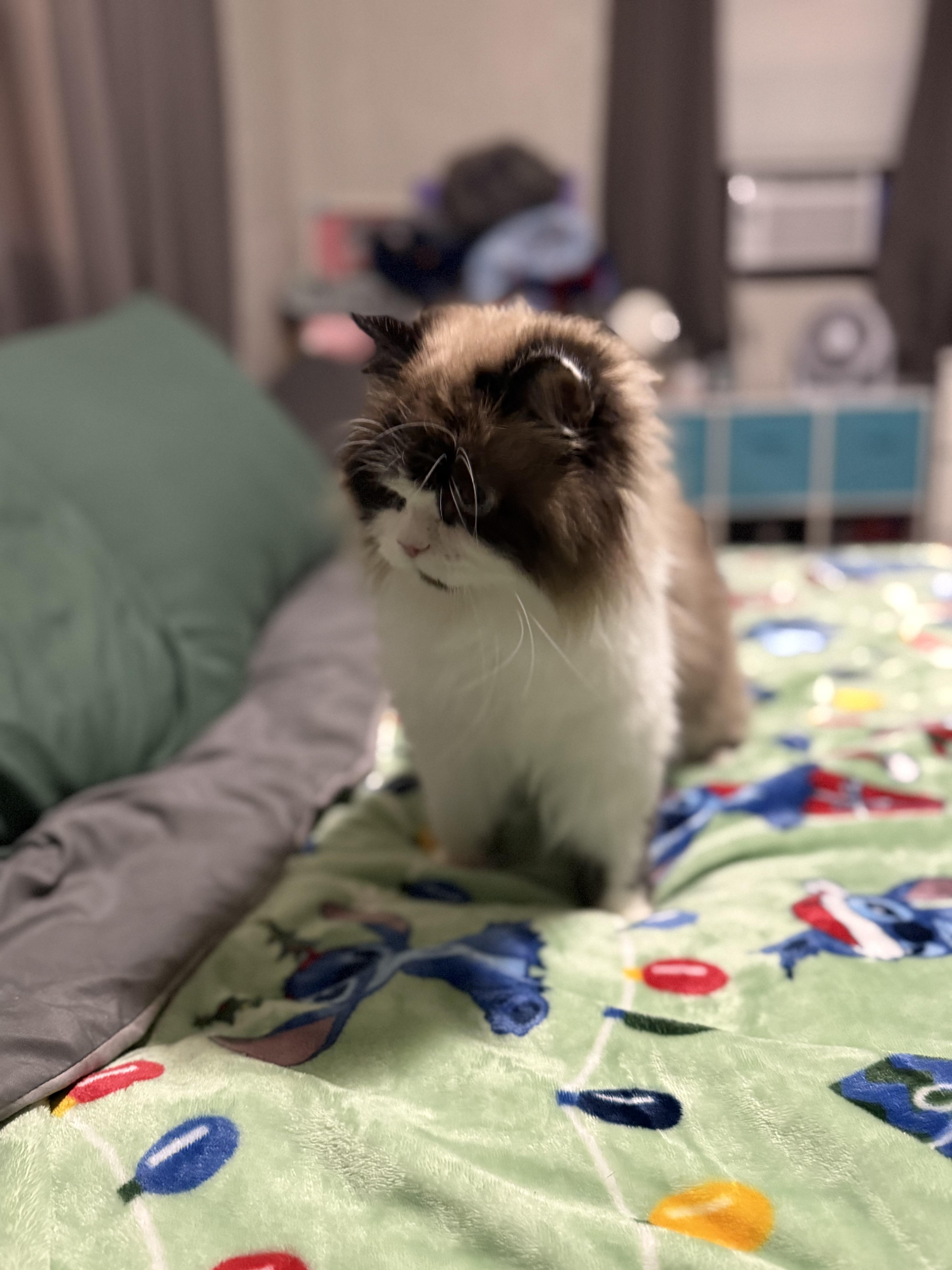 Boo Biscuit thumbnail 2