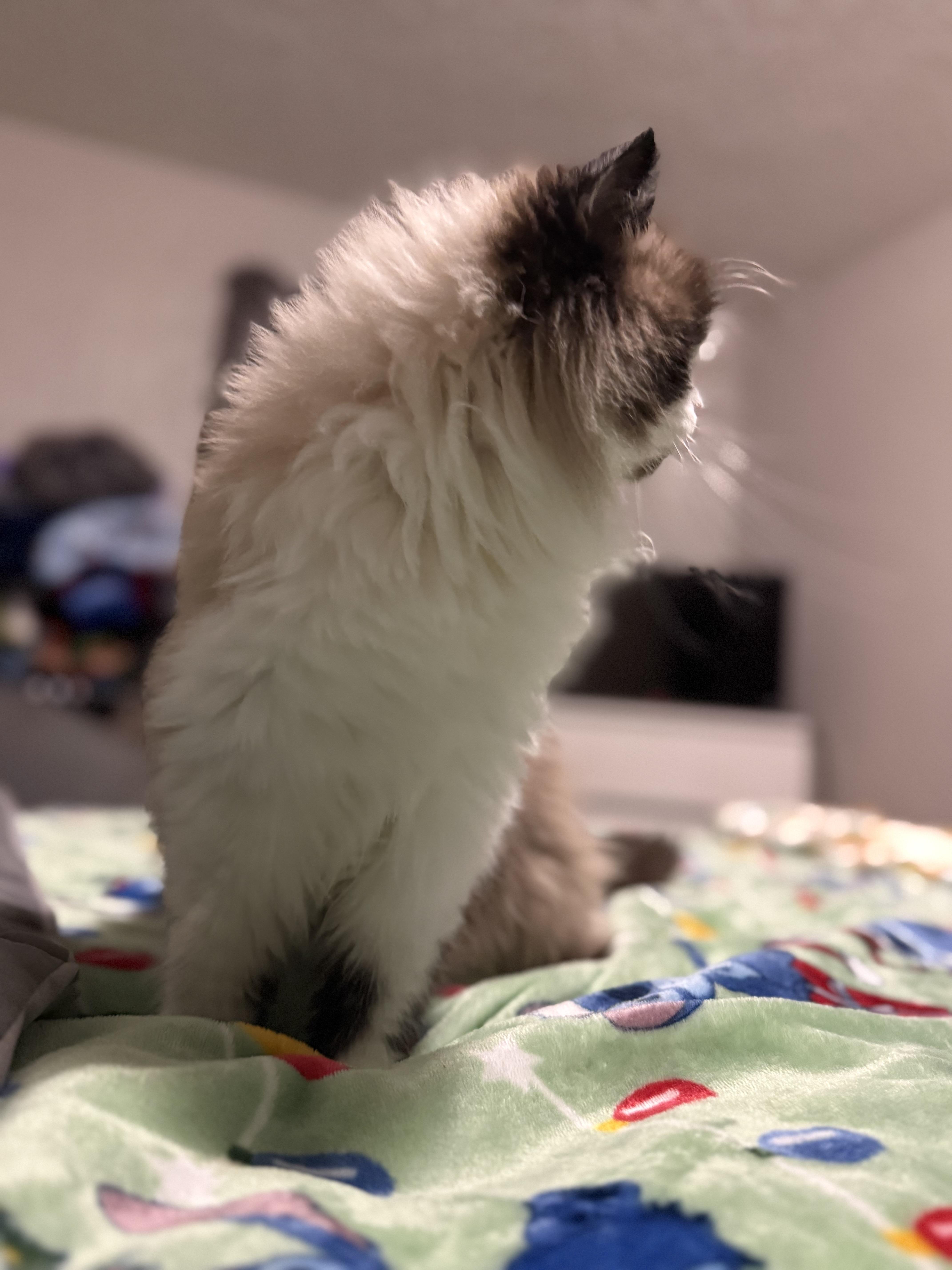 Boo Biscuit thumbnail 3