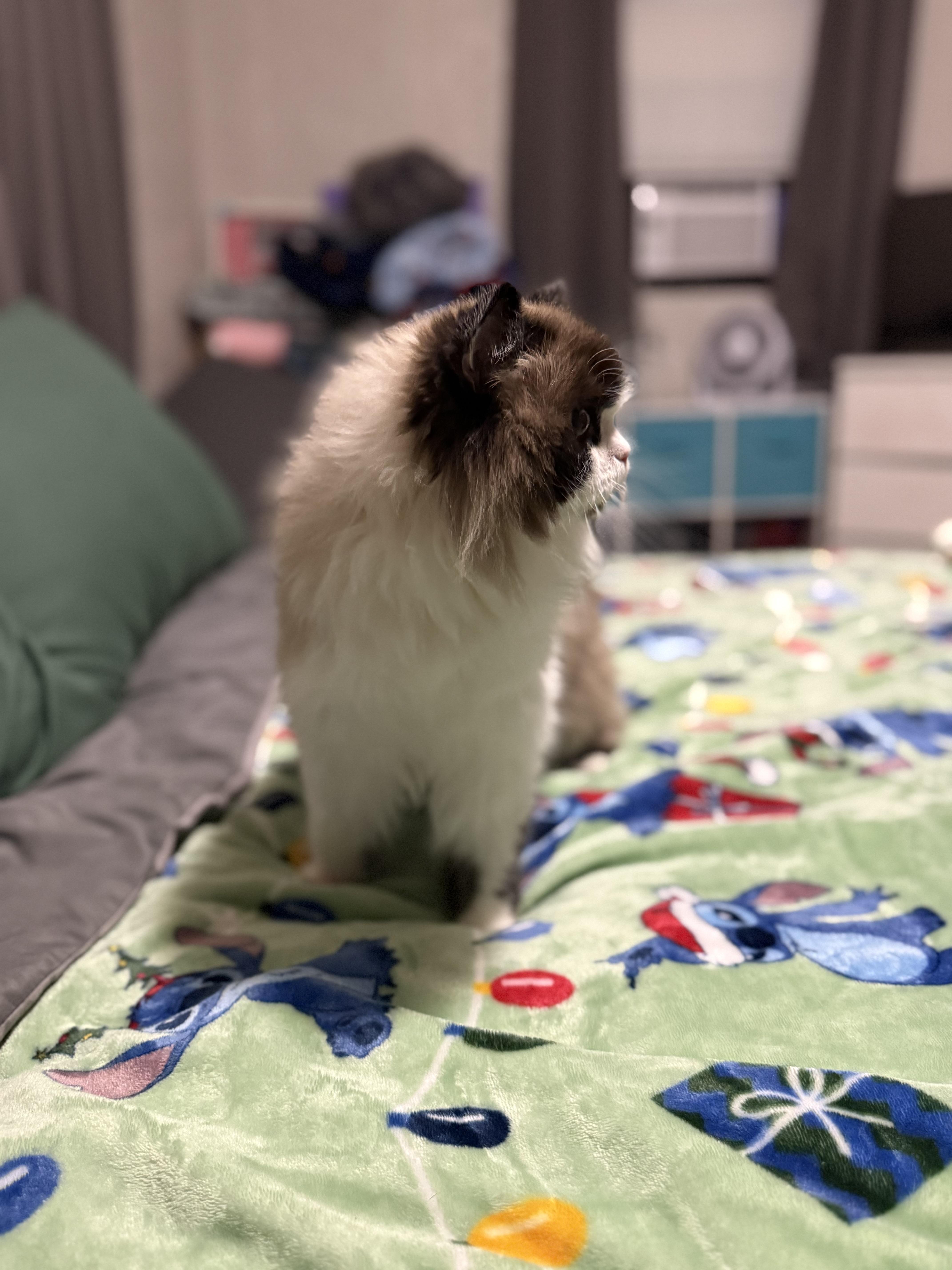 Boo Biscuit thumbnail 4