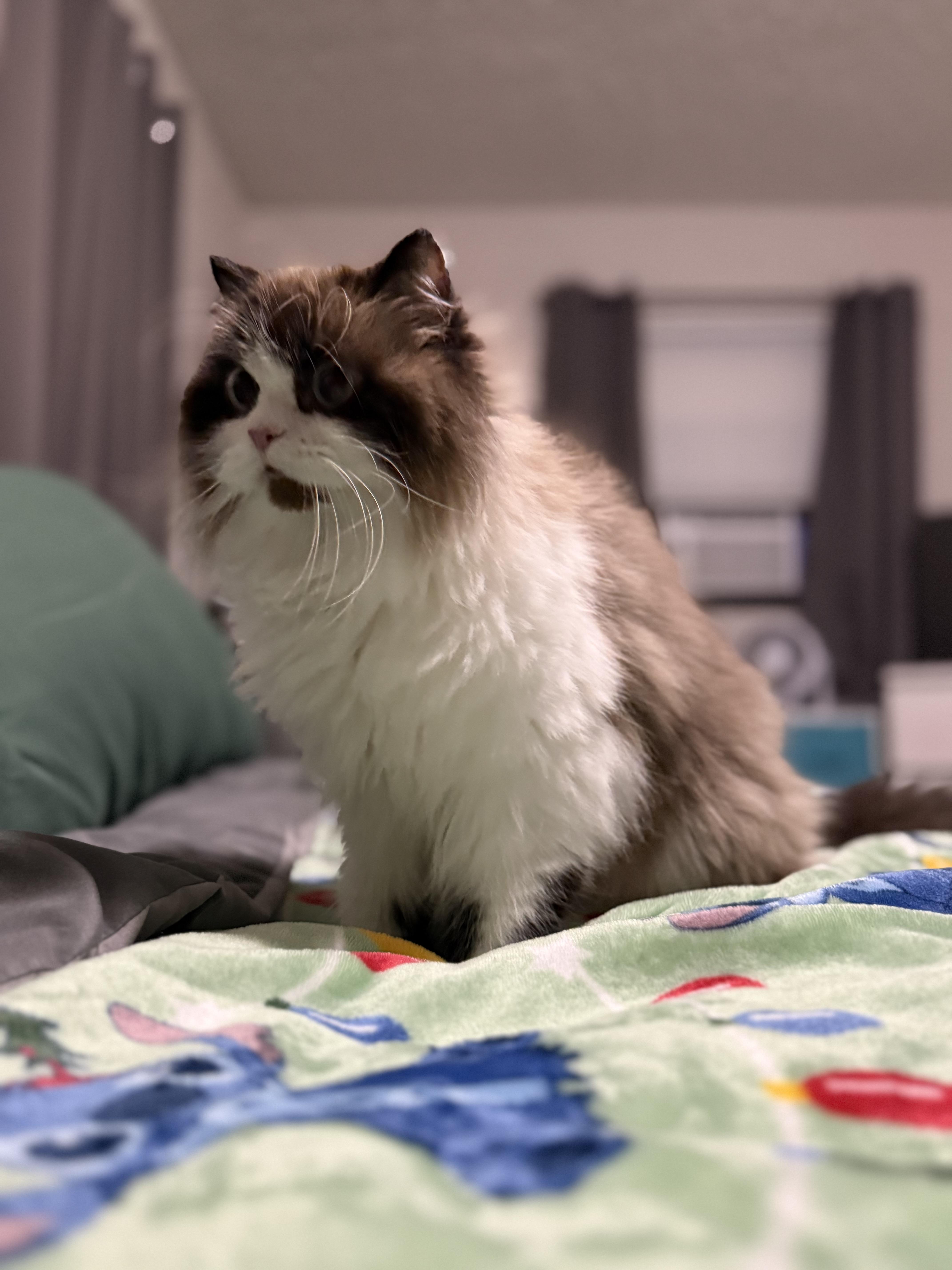 Boo Biscuit thumbnail 5