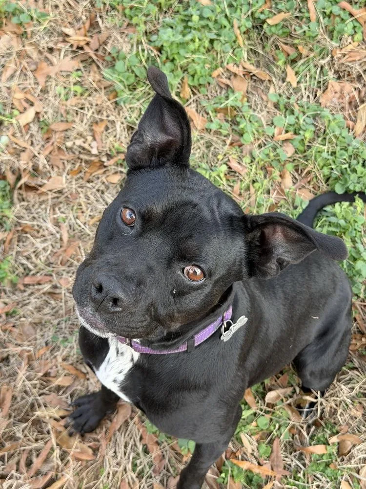 An adult large-sized female Black Pit Bull Terrier dog named Ivy for adoption in Boston, MA