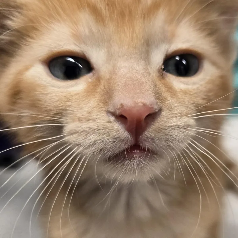 A baby small-sized male Orange / Red Domestic Short Hair cat named Tigger for adoption in Desert Hot Springs, CA