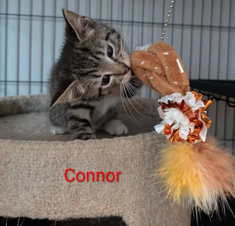A baby small-sized male Domestic Short Hair cat named Connor for adoption in Kettering, OH