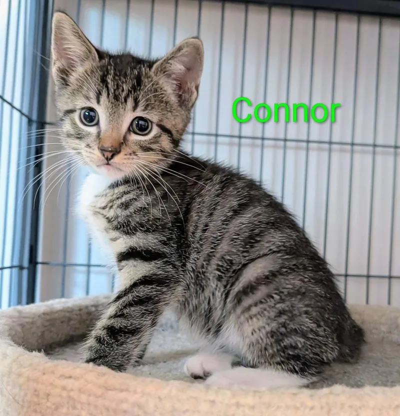 Connor thumbnail 2