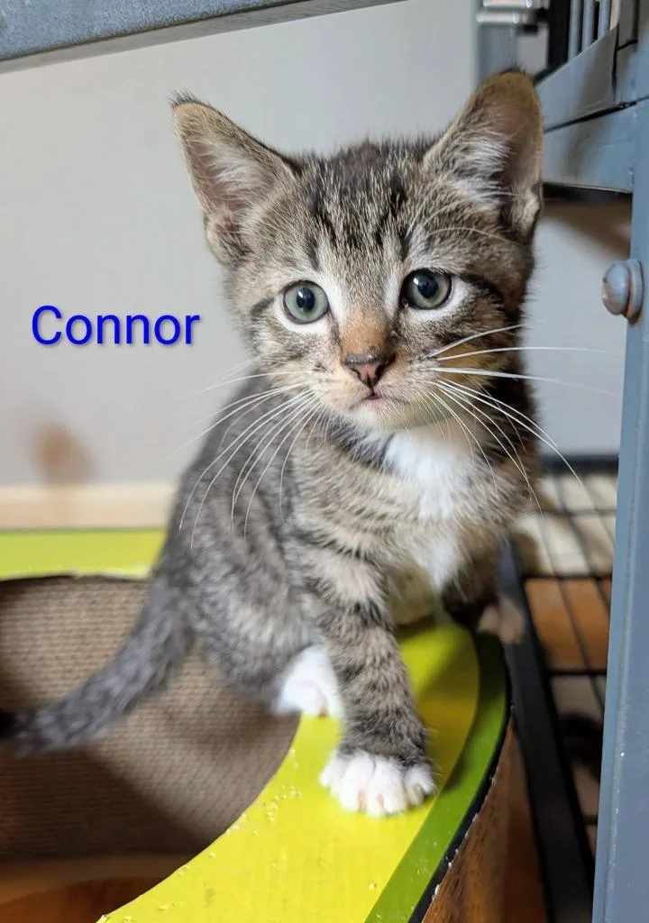 Connor thumbnail 3