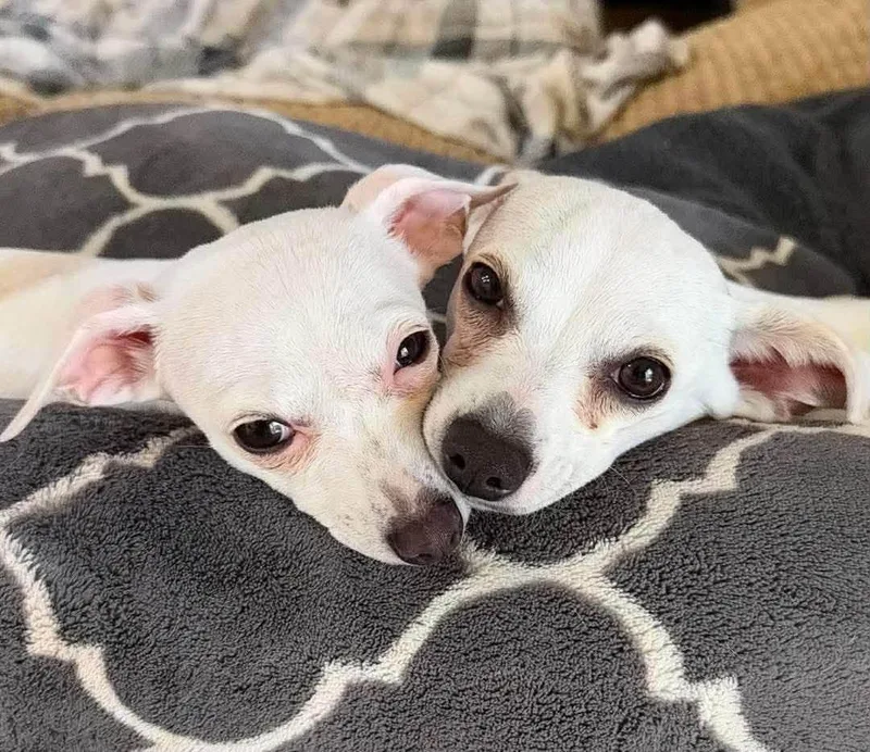 A young small-sized female Chihuahua dog named Piglet and Eeyore for adoption in Las Vegas, NV