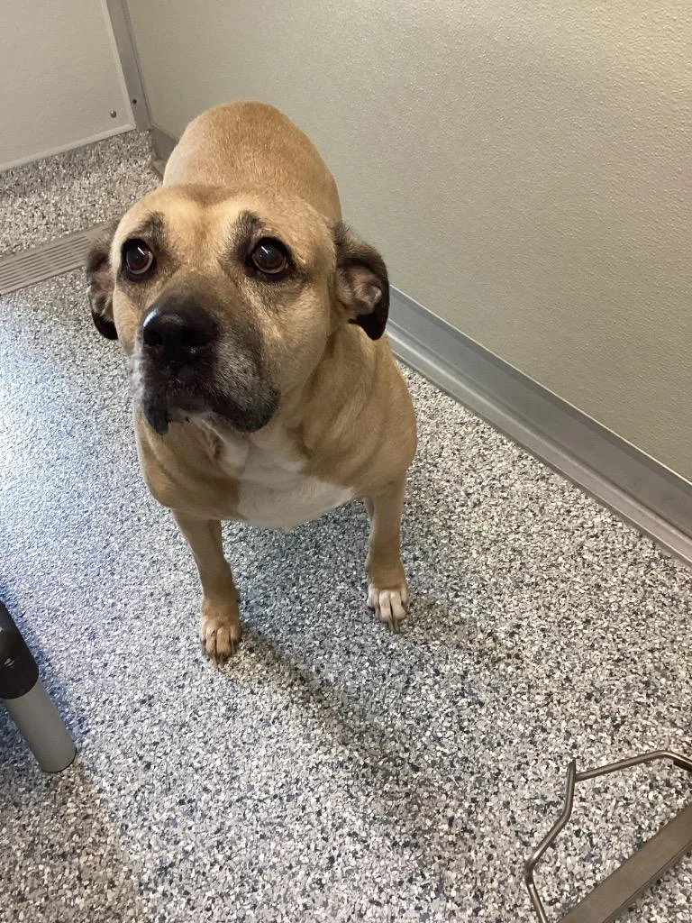 An adult large-sized female Terrier dog named Danny for adoption in Athens, TN