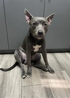 A young medium-sized male Pit Bull Terrier dog named Reed for adoption in Redlands, CA