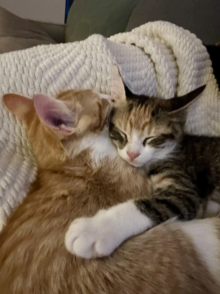 A baby small-sized female Orange & White Calico cat named Fig for adoption in Dallas, TX