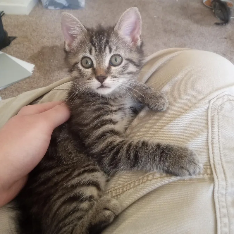 A baby medium-sized male Tabby cat named Dorky for adoption in Columbia, SC