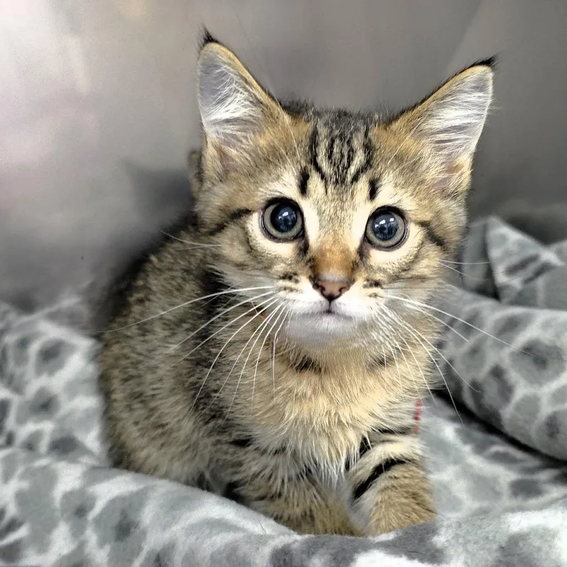 A baby small-sized male Brown / Chocolate Domestic Short Hair cat named Shenzi for adoption in Michigan City, IN