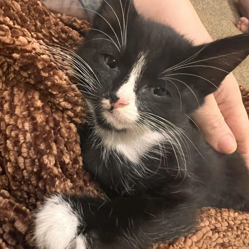 A baby medium-sized male Domestic Medium Hair cat named Doritos for adoption in Washington, MI