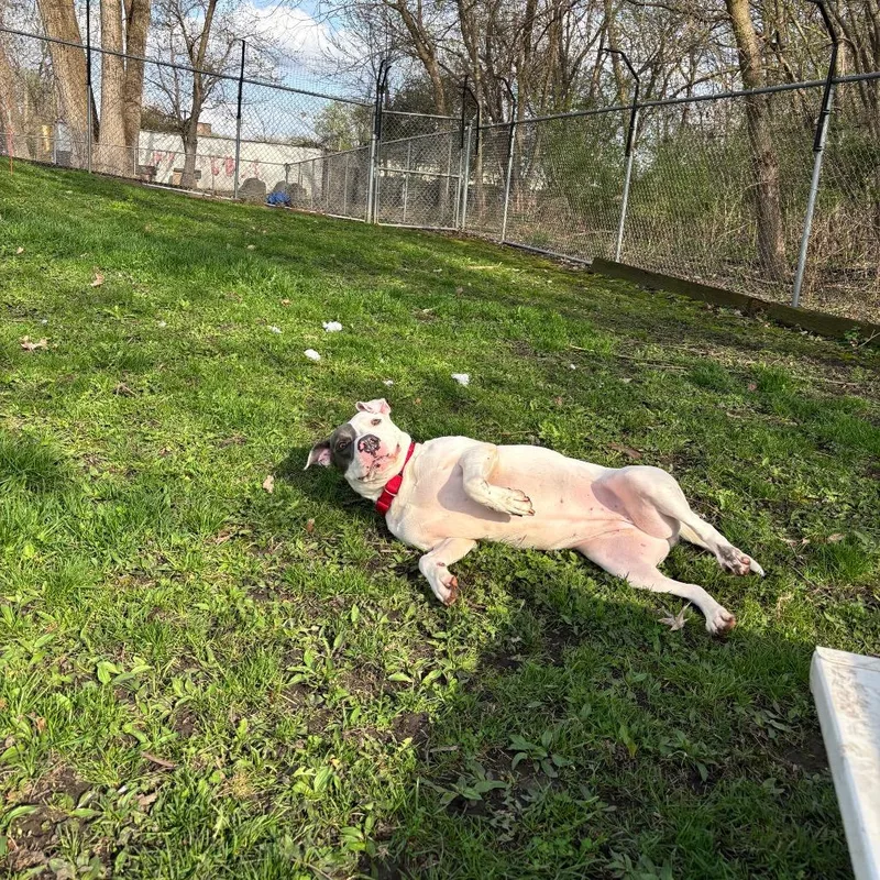 An adult large-sized female White / Cream Pit Bull Terrier dog named Sweet Pea for adoption in Milan, IL