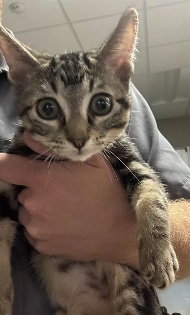 A baby small-sized male Domestic Short Hair cat named Crue for adoption in Grand Prairie, TX