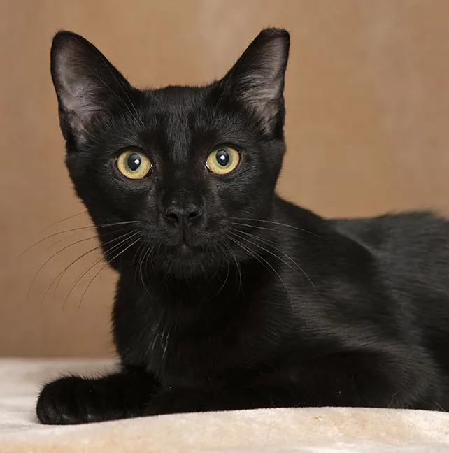 A baby medium-sized male Black Domestic Short Hair cat named Caboose for adoption in Chicago, IL