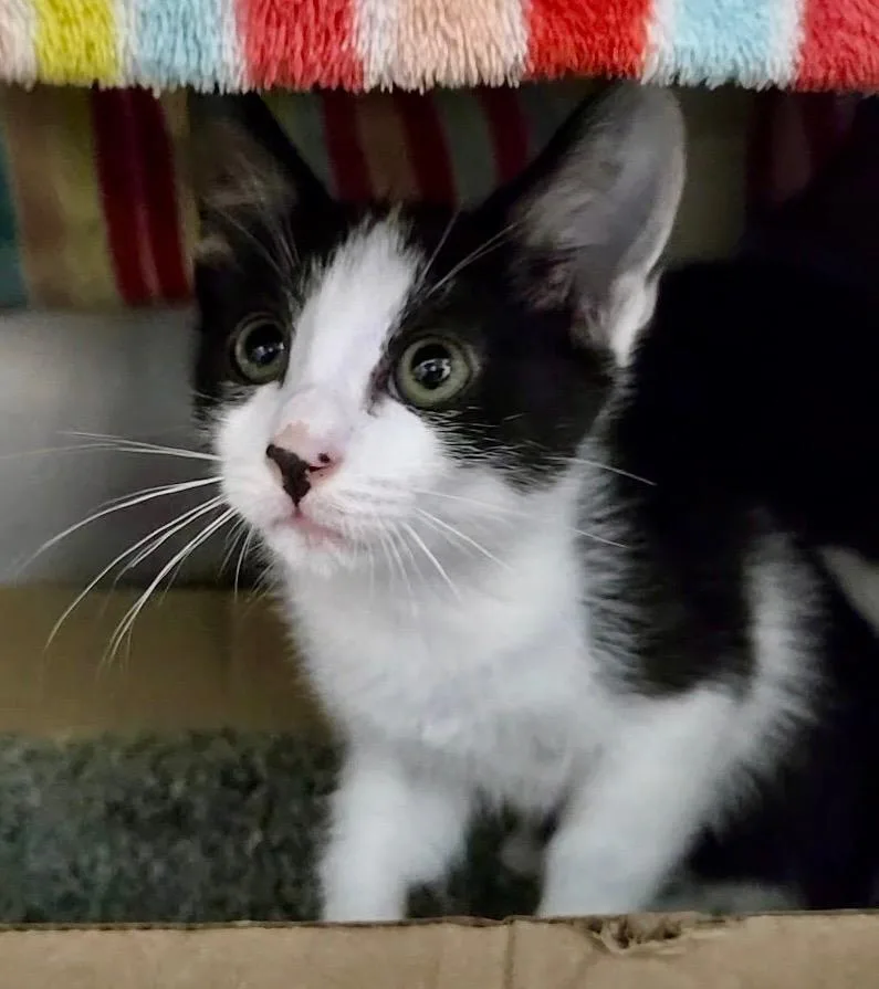 A baby medium-sized male Domestic Short Hair cat named Eveready for adoption in Cincinnati, OH