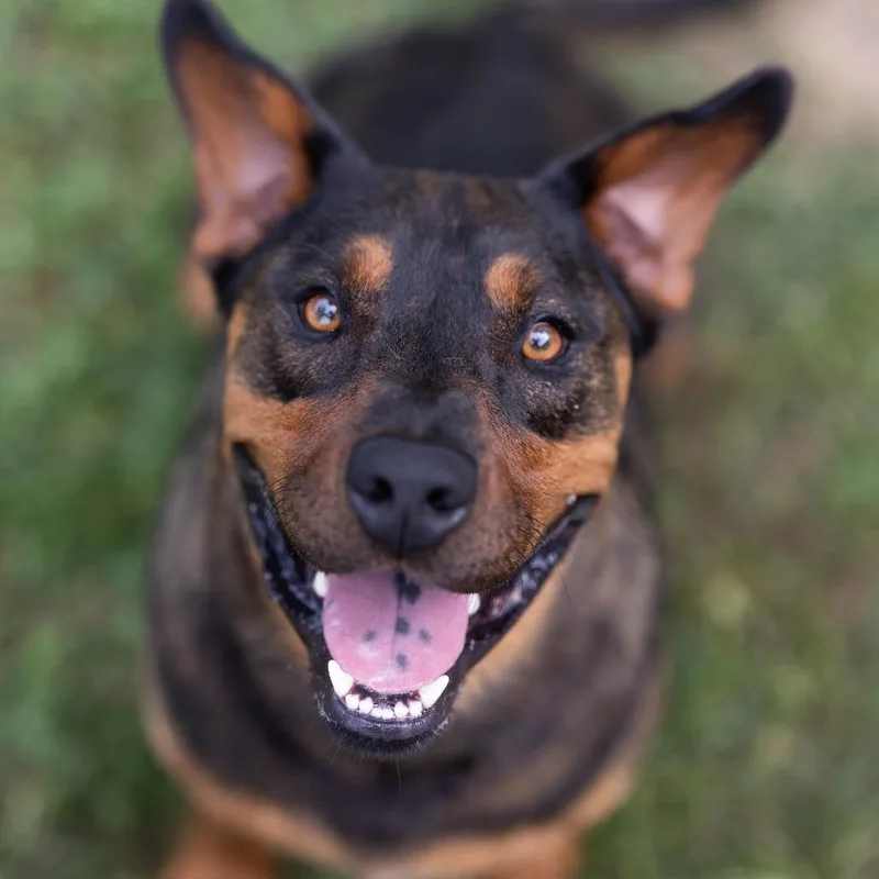 An adult medium-sized male Black Rottweiler dog named Turbo for adoption in Talbott, TN