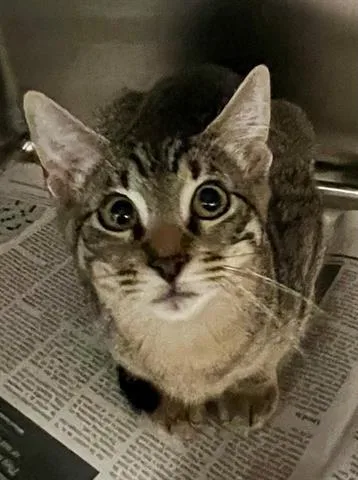 A baby small-sized male Domestic Short Hair cat named Loki for adoption in Houston, TX