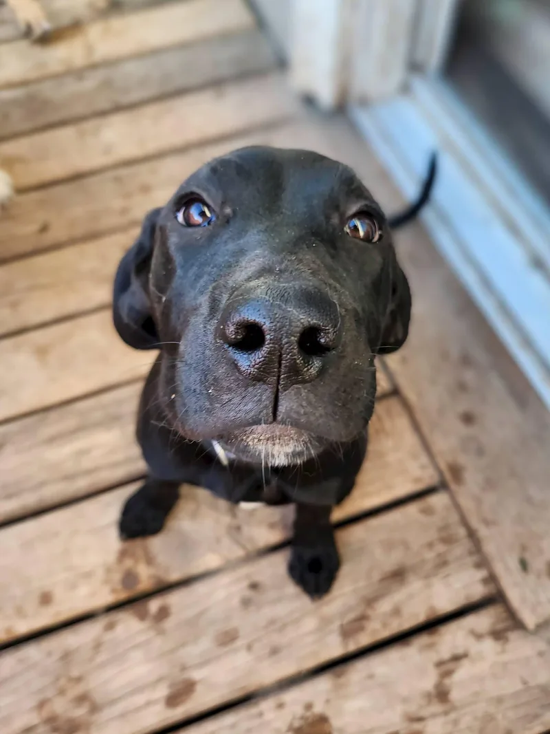 A baby large-sized female Black Doberman Pinscher dog named Ember for adoption in New London, WI